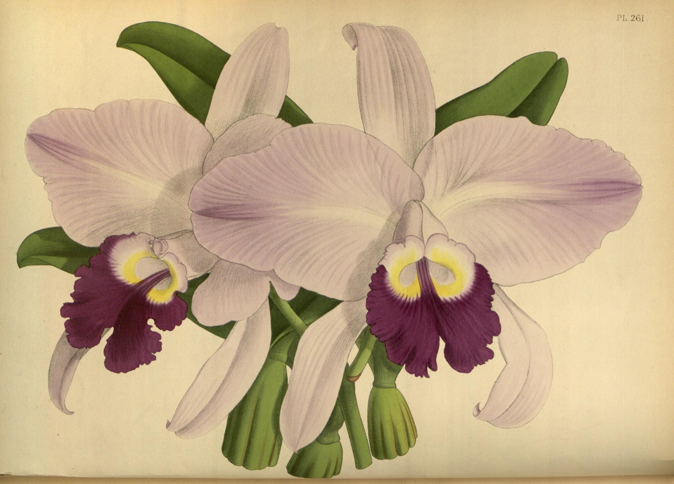 Plantas-Pinturas<br>(Tecido Canvas)